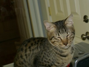 SONY DSC
