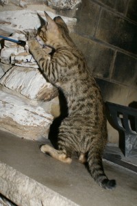 angel-jet-female-8-wk-body