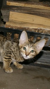 angel-jet-female-8-wk-face