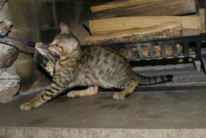 angel-jet-female-8-wk-play