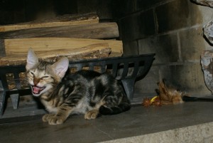 angel-jet-male-8-wk-chatter1