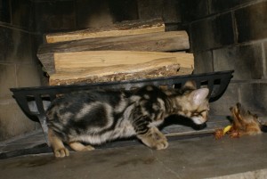 angel-jet-male-8-wk-down