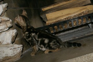 angel-jet-male-8-wk-side-2