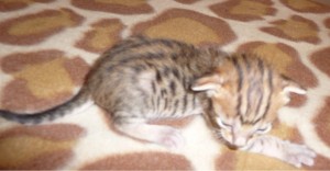 fifi-bb-side-2-weeks