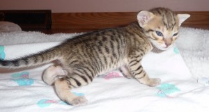 fifi-f5-pink-nose-female-mar-3-09