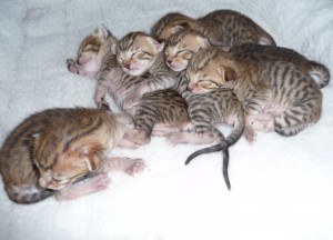 fifis-6-all-curled-up-feb-20-09