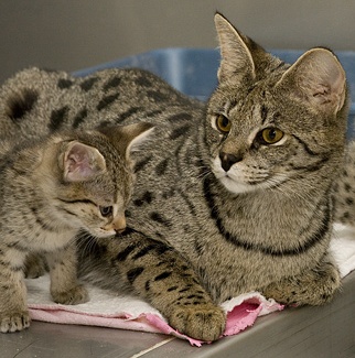 gypsy-and-female-dec-21-litter