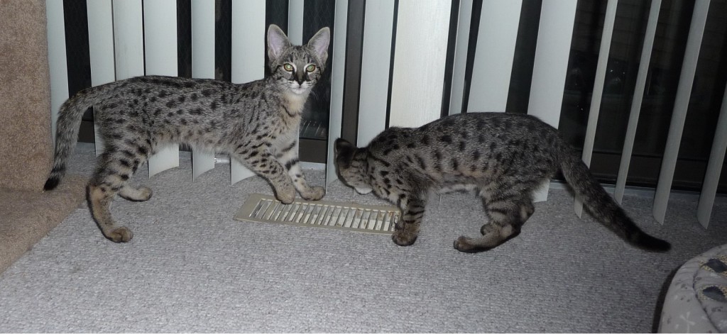 gypsy-kittens-months-mar-09