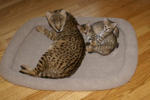 kira-and-babies-may-8