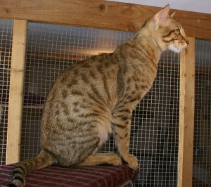 niko-one-year-old-side