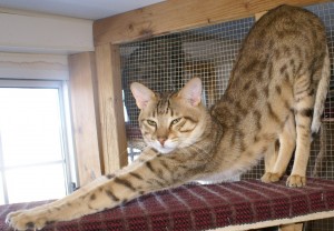 niko-one-year-old-stretch