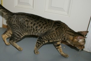SONY DSC