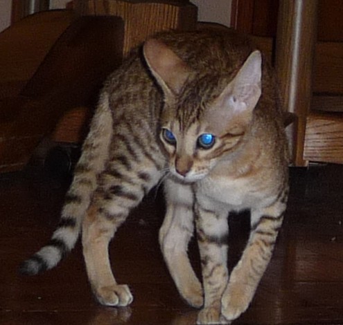 prissy-mar-09