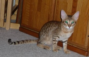 prissy-march-11-09-1