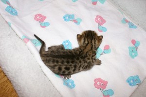 roxie-flash-boy-top-mar-09-12-days