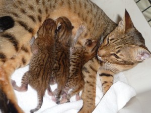 tasha-kittens-sbt-f51