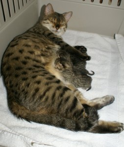venus-zeus-4-babies-born-july-27-2010