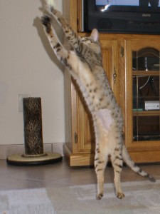 SONY DSC