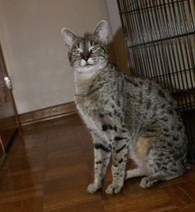 SONY DSC
